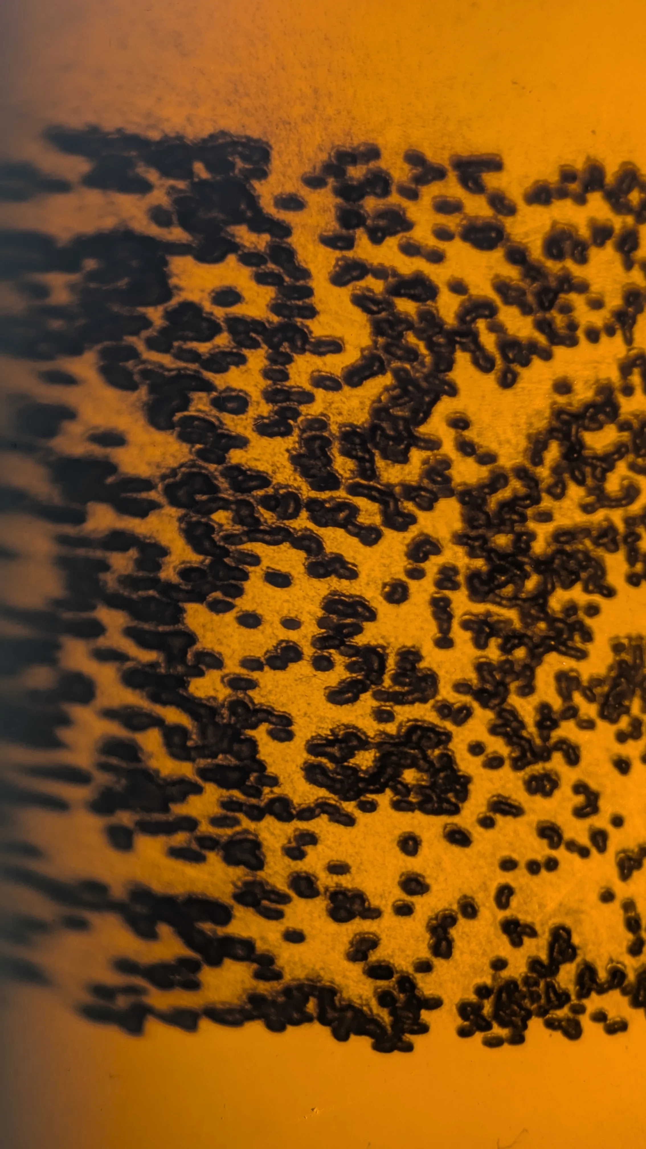 Skiagraph — image 11 of 40